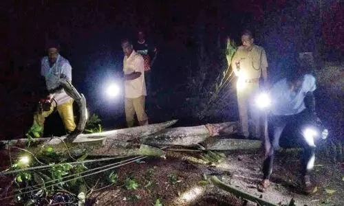 Wild Elephant attack