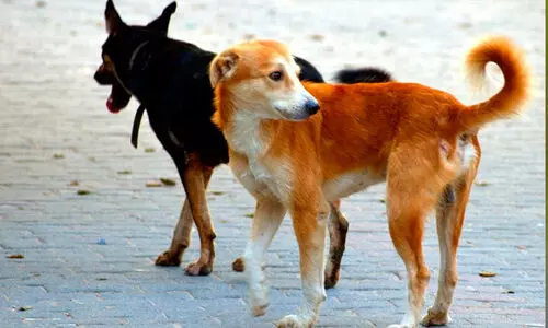 തെ​രു​വു​നാ​യ്ക്ക​ളു​ടെ പു​ന​ര​ധി​വാ​സ​ം; മു​നി​സി​പ്പാ​ലി​റ്റി​ക​ളു​മാ​യി സ​ഹ​ക​രി​ക്കു​മെ​ന്ന്​