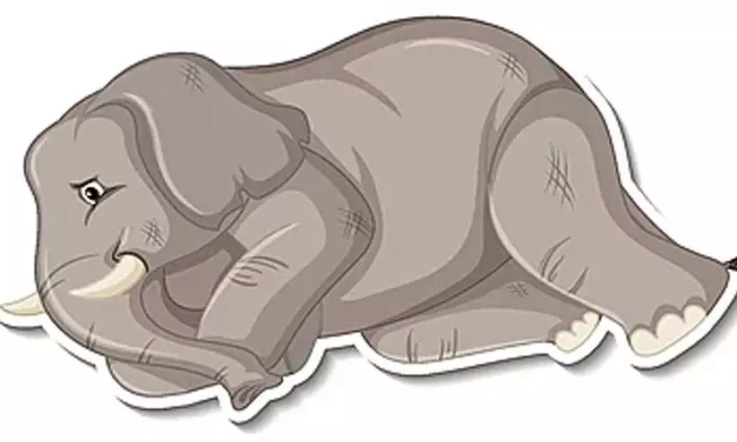 death of elephants death of elephants
