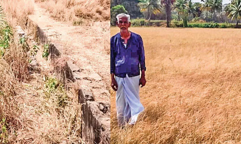 Kada canal collapse, paddy crop