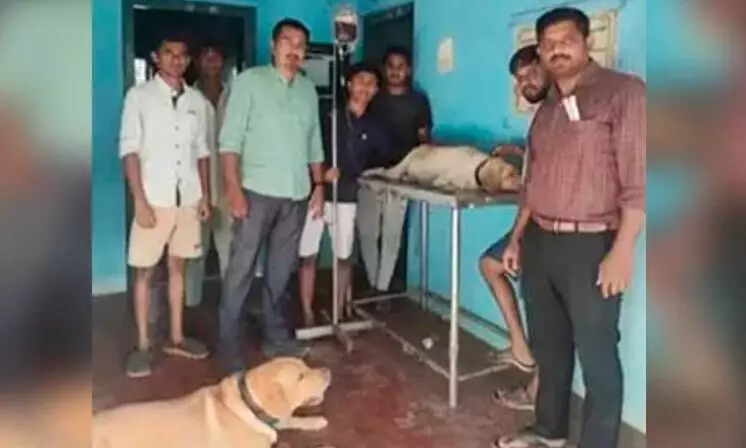 Blood donation glory through dogs