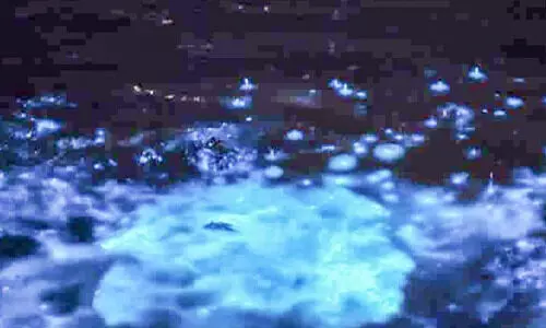 താനൂരിലെ കവര് കാണാൻ സന്ദർശക പ്രവാഹം