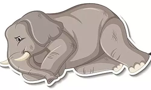 death of elephants