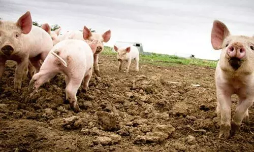 stray dog and pig menace