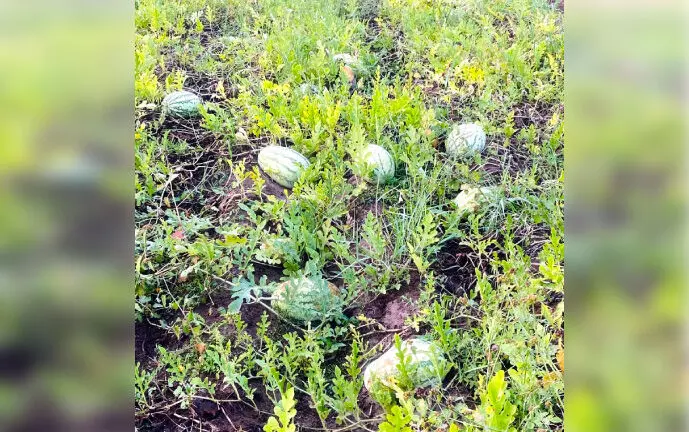 തണ്ണിമത്തൻ കൃഷിയിൽ വിജയഗാഥയുമായി  അബ്​ദുൽ ഖാദർ