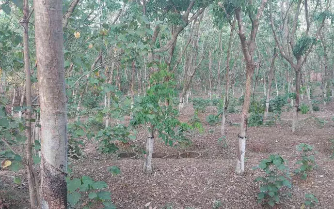 ഇലകമൺ പഞ്ചായത്തിലെ സ്റ്റേഡിയം പദ്ധതി അട്ടിമറിക്കുന്നെന്ന് ഇലകമൺ പഞ്ചായത്തിലെ സ്റ്റേഡിയം പദ്ധതി അട്ടിമറിക്കുന്നെന്ന്