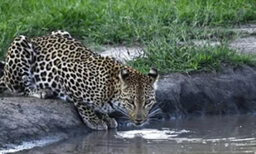 വന്യമൃഗങ്ങൾക്കായി തടയണകൾ നിർമിച്ചു വന്യമൃഗങ്ങൾക്കായി തടയണകൾ നിർമിച്ചു