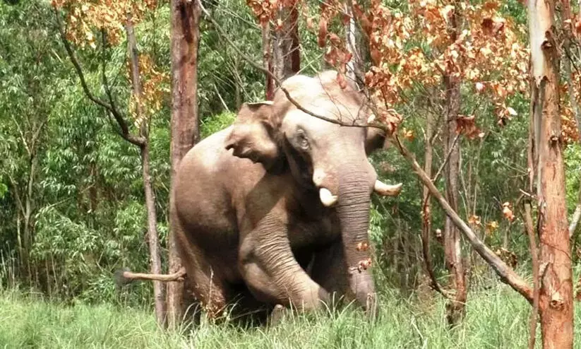 wild elephant Arikkomban
