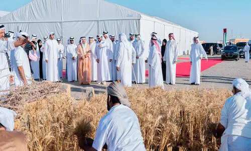 മ​ലീ​ഹ​യി​ൽ ക​ന്നി​ക്കൊ​യ്ത്ത്​; സാ​ക്ഷി​യാ​യി   ശൈ​ഖ്​ സു​ൽ​ത്താ​ൻ