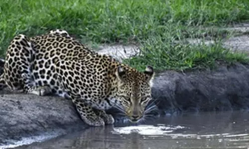 വന്യമൃഗങ്ങൾക്കായി തടയണകൾ നിർമിച്ചു വന്യമൃഗങ്ങൾക്കായി തടയണകൾ നിർമിച്ചു