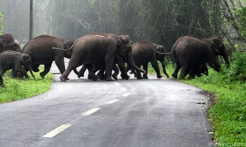 വനമേഖലയിൽ വന്യമൃഗങ്ങളുടെ എണ്ണം ക്രമാതീതമായി വർധിച്ചതായി പറയാൻ കഴിയില്ലെന്ന് മന്ത്രി വനമേഖലയിൽ വന്യമൃഗങ്ങളുടെ എണ്ണം ക്രമാതീതമായി വർധിച്ചതായി പറയാൻ കഴിയില്ലെന്ന് മന്ത്രി