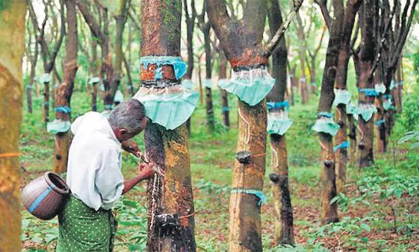 റബര്‍ കര്‍ഷകരെ സഹായിക്കാത്ത കേരള കോണ്‍ഗ്രസ് സ്വന്തം ശവക്കല്ലറ തീര്‍ക്കുന്നെന്ന് കെ. സുധാകരന്‍