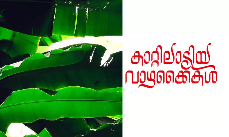 കാറ്റിലാടിയ വാഴക്കൈകൾ