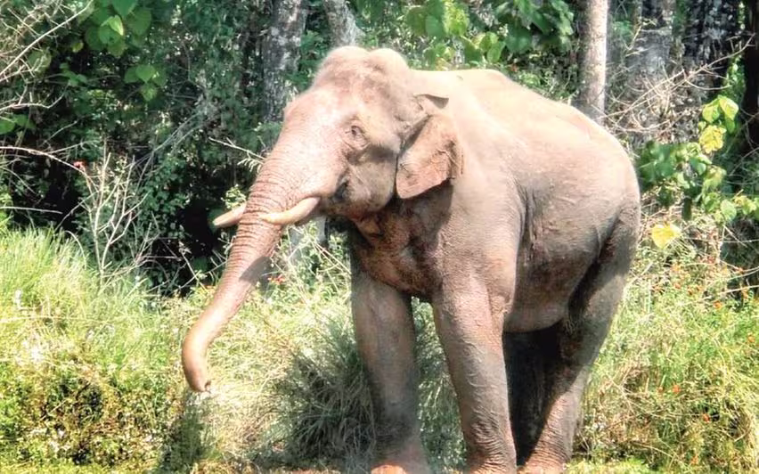 ഓപറേഷൻ അരിക്കൊമ്പൻ നിർത്തുന്നതിൽ പ്രതിഷേധം; പഞ്ചായത്തുകൾ കോടതിയിലേക്ക്