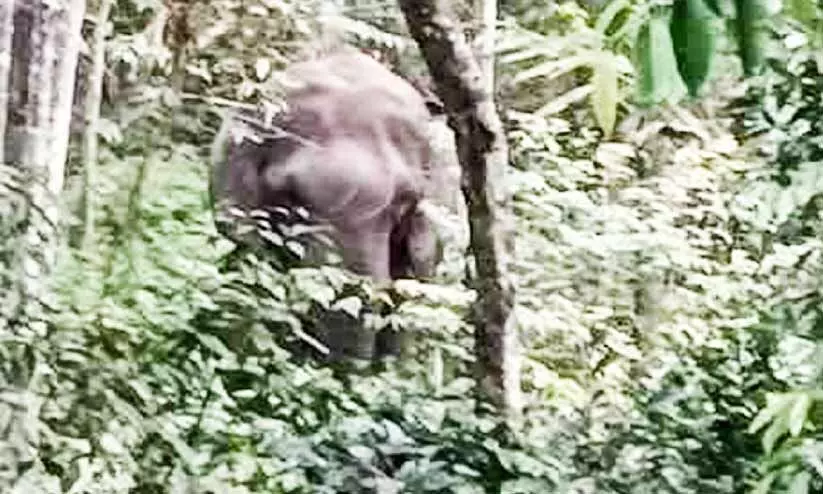 സ്കൂളിന് സമീപം ഭീതിപരത്തി കാട്ടാനകൾ സ്കൂളിന് സമീപം ഭീതിപരത്തി കാട്ടാനകൾ