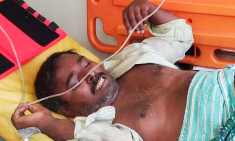 wild elephant attack wild elephant attack