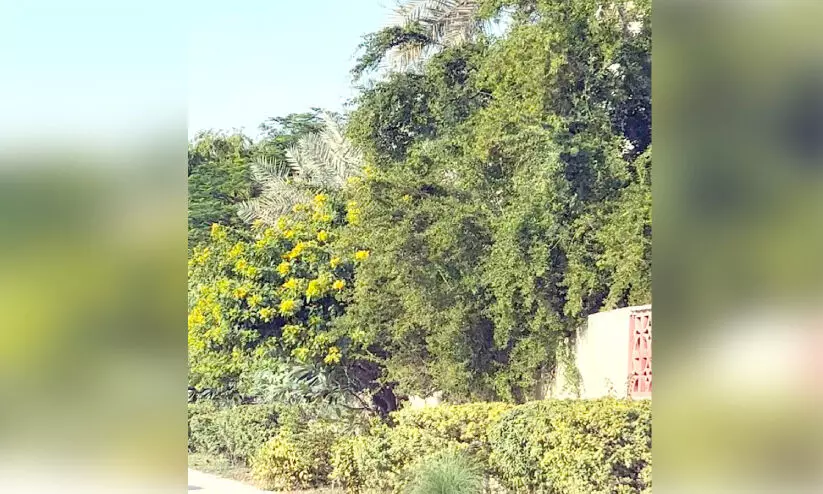 afforestation afforestation