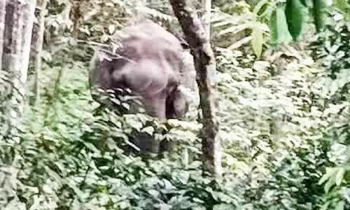 സ്കൂളിന് സമീപം ഭീതിപരത്തി കാട്ടാനകൾ സ്കൂളിന് സമീപം ഭീതിപരത്തി കാട്ടാനകൾ