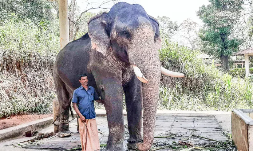 കോ​ട​നാ​ട് നീ​ല​ക​ണ്ഠ​ൻ