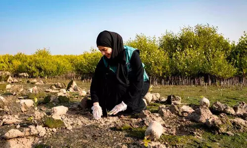 ക​ണ്ട​ൽ കൃ​ഷി വ്യാ​പ​ന​ത്തി​നൊ​രു​ങ്ങി അ​ജ്മാ​ന്‍