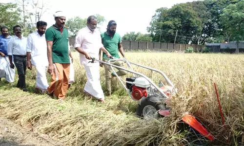 നെൽപാടത്ത് കൊയ്യാനിറങ്ങി മന്ത്രി പി.പ്രസാദ്