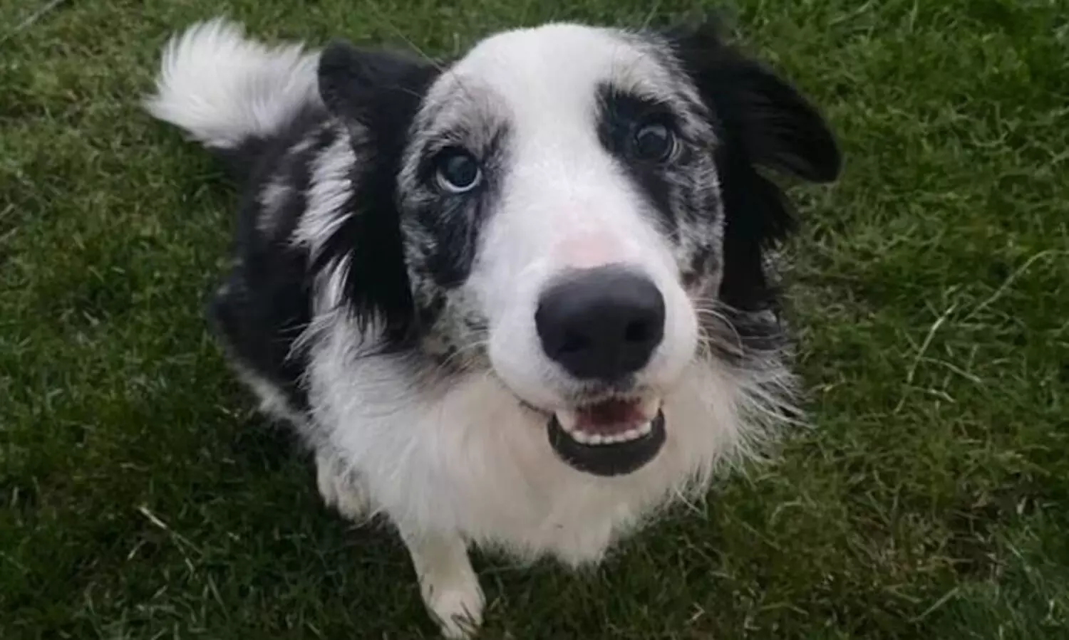 രോഗം ബാധിച്ച പട്ടിയുടെ ജീവൻ രക്ഷിച്ച് ചാറ്റ് ജി.പി.ടി