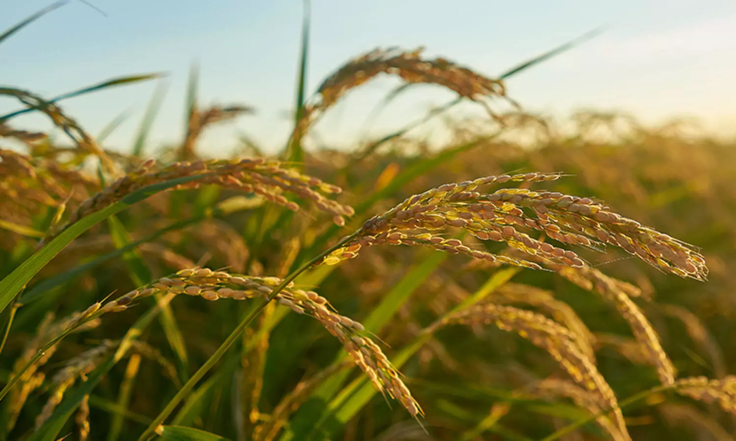 14.65 crore was spent on agriculture in kottayam