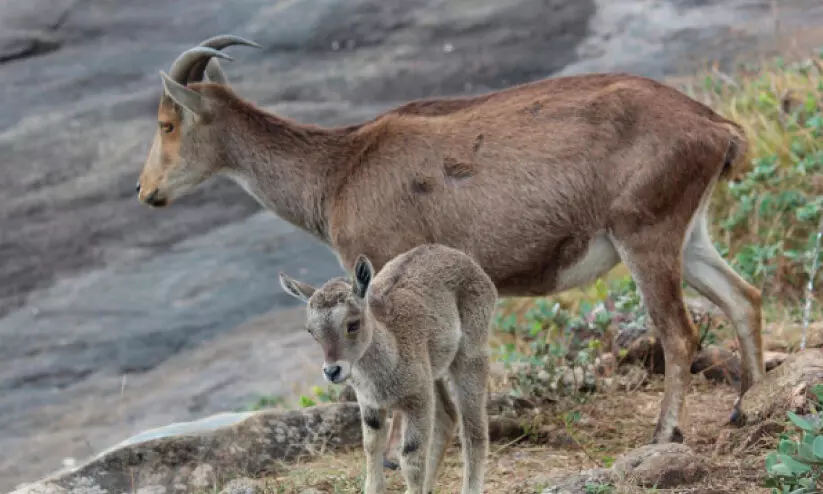Nilgiri tahr