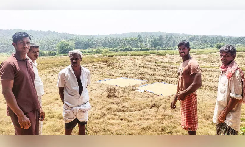 പുതുപ്പറമ്പ് ദേശം പടശേഖരത്തിലെ കർഷകർ പുതുപ്പറമ്പ് ദേശം പടശേഖരത്തിലെ കർഷകർ