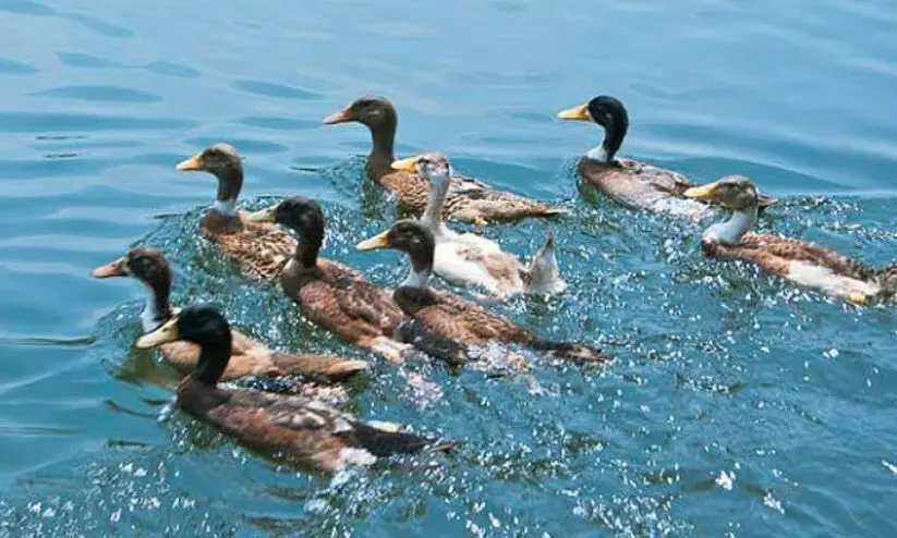 Bird flu; Duck farmers yet to get compensation