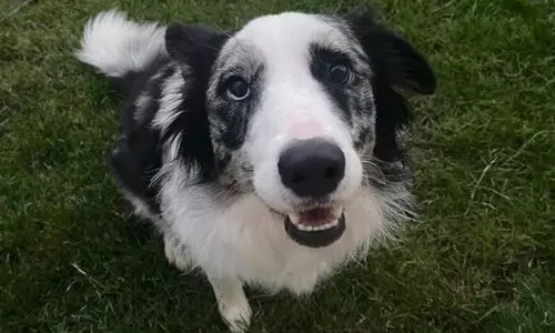 രോഗം ബാധിച്ച പട്ടിയുടെ ജീവൻ രക്ഷിച്ച് ചാറ്റ് ജി.പി.ടി