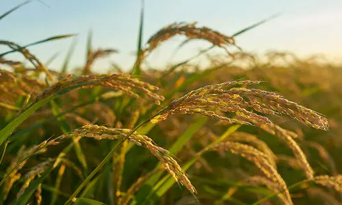 14.65 crore was spent on agriculture in kottayam