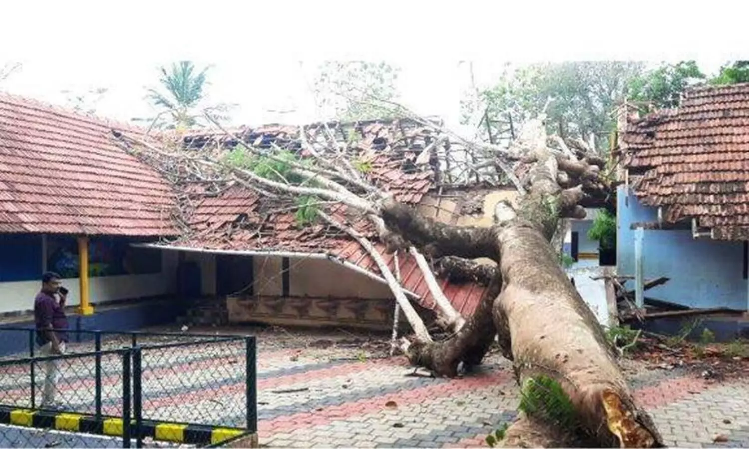 six injured when a tree uprooted school chegannur