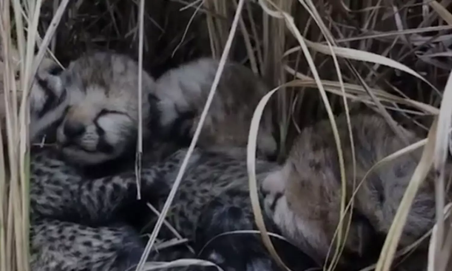 Cheetah Mum Who Moved From Namibia To India Last Year Gives Birth To Four Cubs