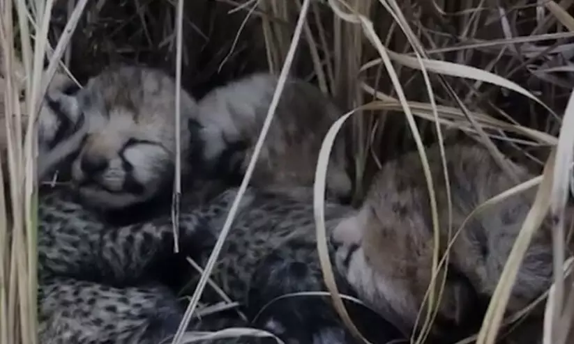 Cheetah Mum Who Moved From Namibia To India Last Year Gives Birth To Four Cubs Cheetah Mum Who Moved From Namibia To India Last Year Gives Birth To Four Cubs