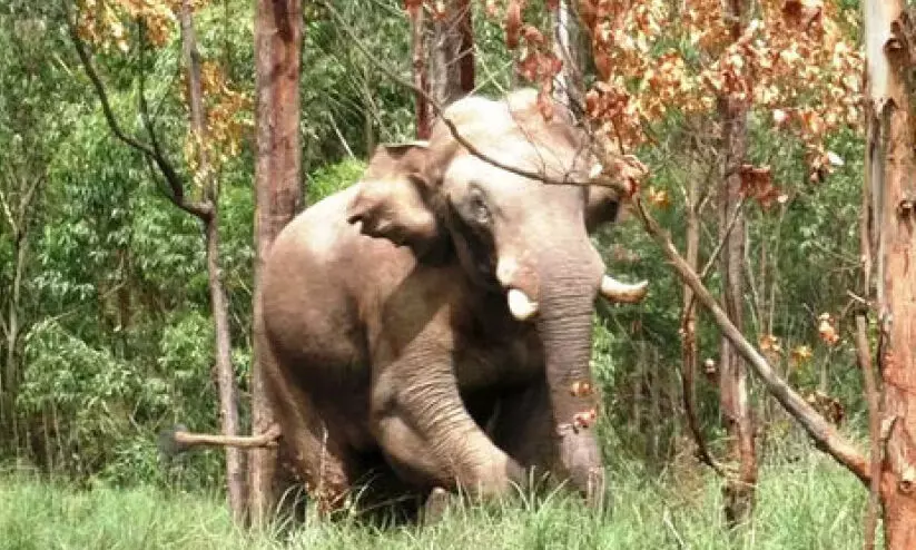 wild elephant wild elephant