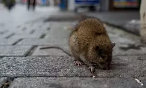 മു​ഹ​റ​ഖി​ൽ എ​ലി​ശ​ല്യം: പ​രി​ഹാ​ര​ം വേ​ണ​മെ​ന്ന് ന​ഗ​ര​സ​ഭ