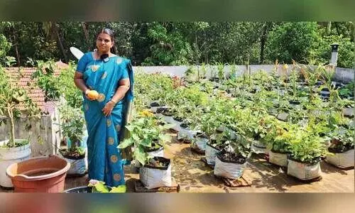 മട്ടുപ്പാവ് കൃഷിയിൽ വേറിട്ട മാതൃകയുമായി ജയപ്രീത