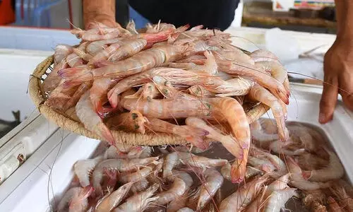 വൈറസ് സാന്നിധ്യം; ഇന്ത്യയിൽ നിന്നുള്ള ചെമ്മീൻ ഇറക്കുമതി നിർത്തിവെച്ച് സൗദി