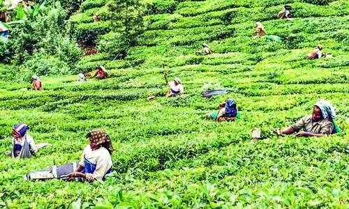 പ്ലാന്‍റേഷൻ ഡയറക്​ടറേറ്റ്​: പ്രതീക്ഷയോടെ തോട്ടം മേഖല