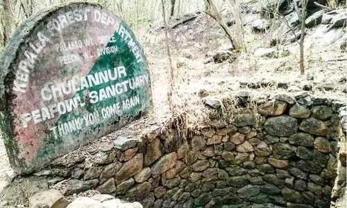 വ​ര​ണ്ടു​ണ​ങ്ങി ചൂ​ല​നൂ​ർ മ​യി​ൽ സ​ങ്കേ​തം