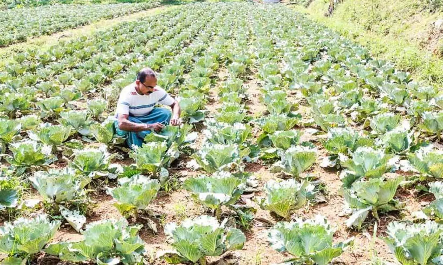 തൊടുപുഴയിലും വിളയും ശീതകാലപച്ചക്കറി