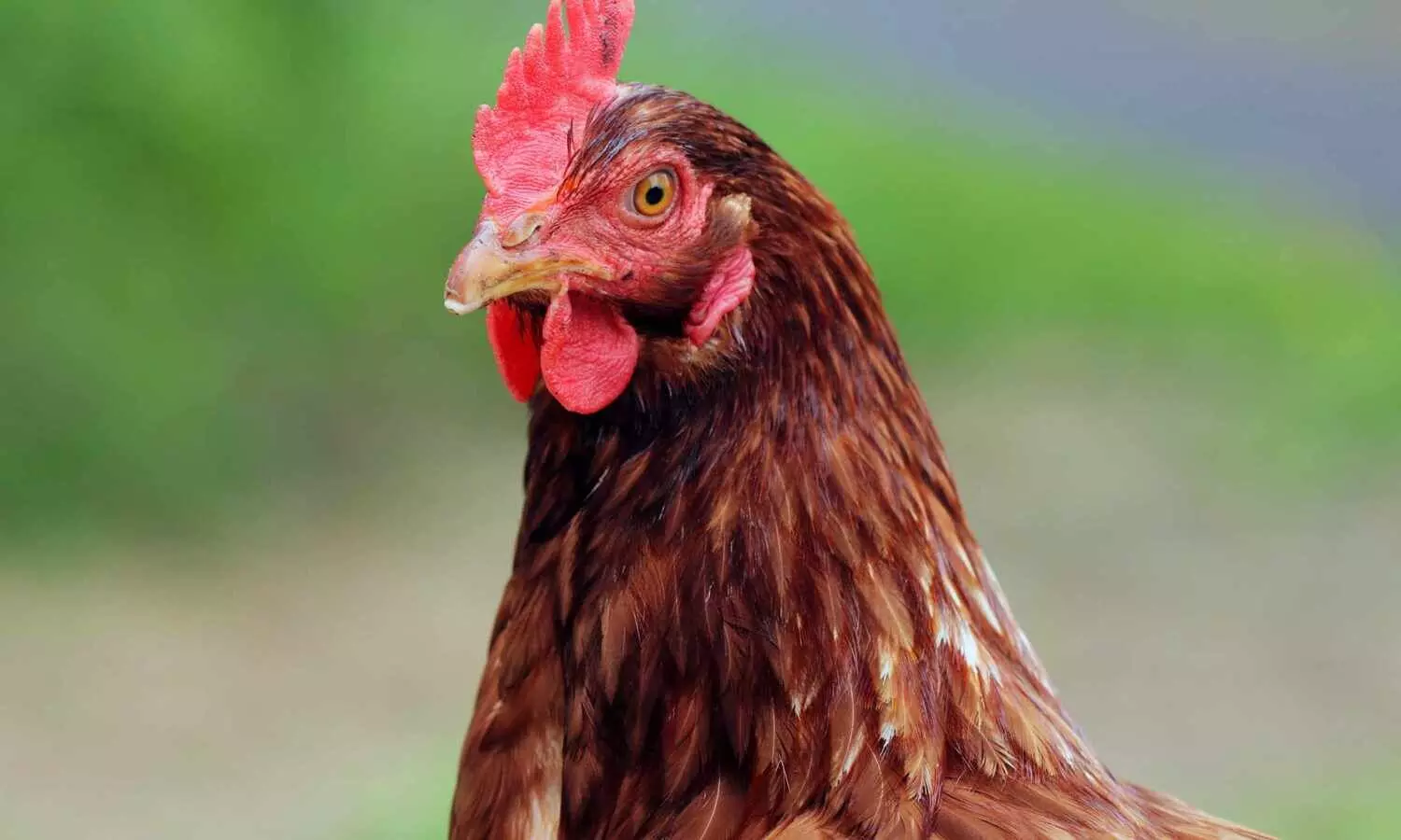 Hen