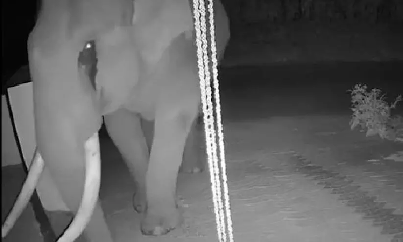 wild elephant wild elephant