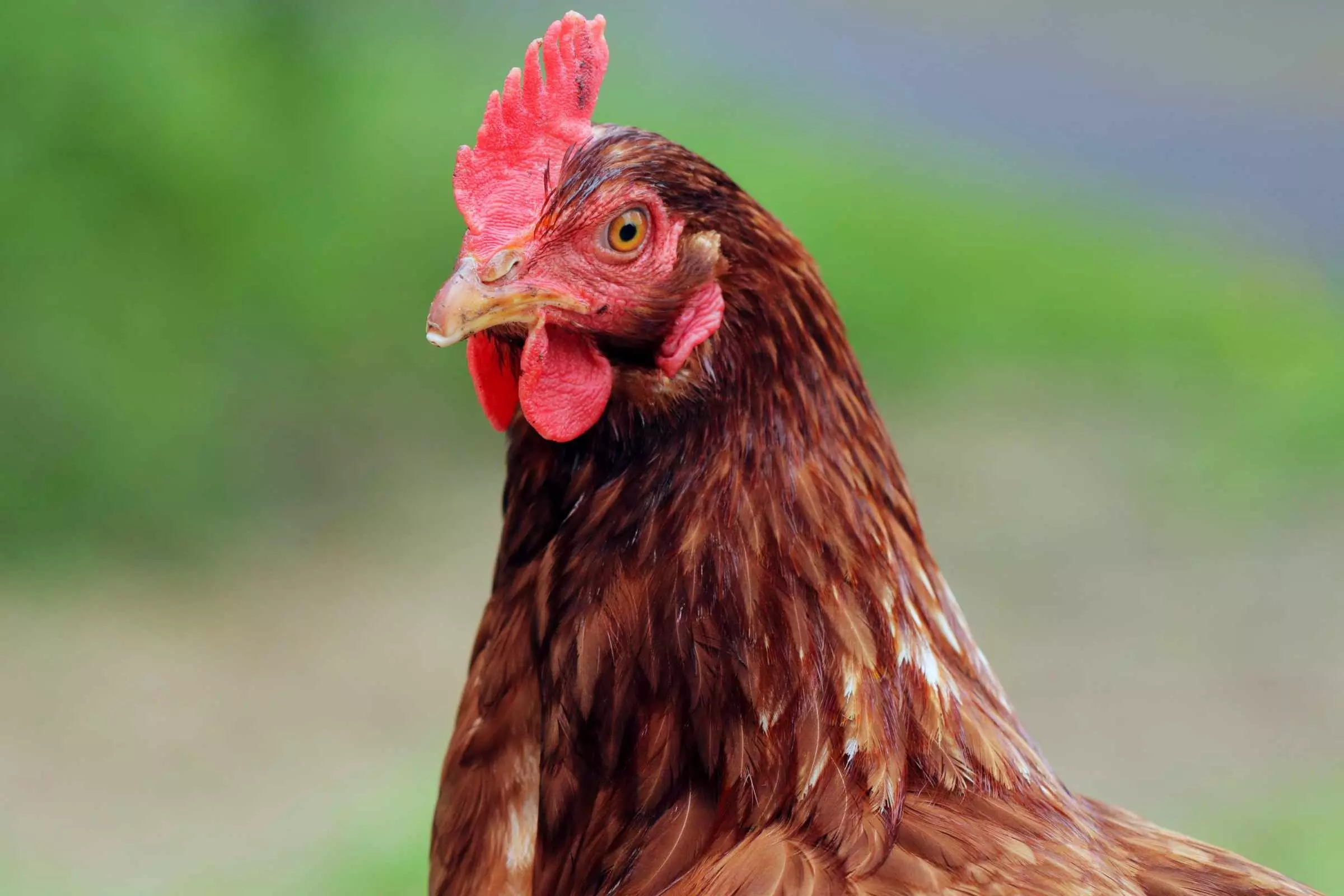 Hen