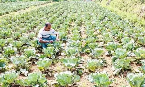 തൊടുപുഴയിലും വിളയും ശീതകാലപച്ചക്കറി