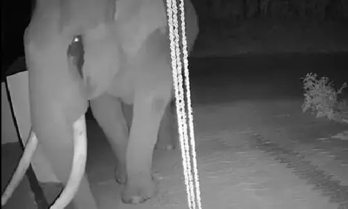 wild elephant wild elephant