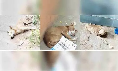 വന്ധ്യംകരണം നടത്തുന്ന തെരുവ് നായ്ക്കൾ ചത്തൊടുങ്ങുന്നതായി പരാതി വന്ധ്യംകരണം നടത്തുന്ന തെരുവ് നായ്ക്കൾ ചത്തൊടുങ്ങുന്നതായി പരാതി