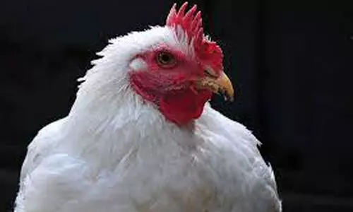 പ​റ​ന്നു​യ​ർ​ന്ന് കോ​ഴി വി​ല, താ​ഴോ​ട്ടി​റ​ങ്ങി വി​ൽ​പ​ന