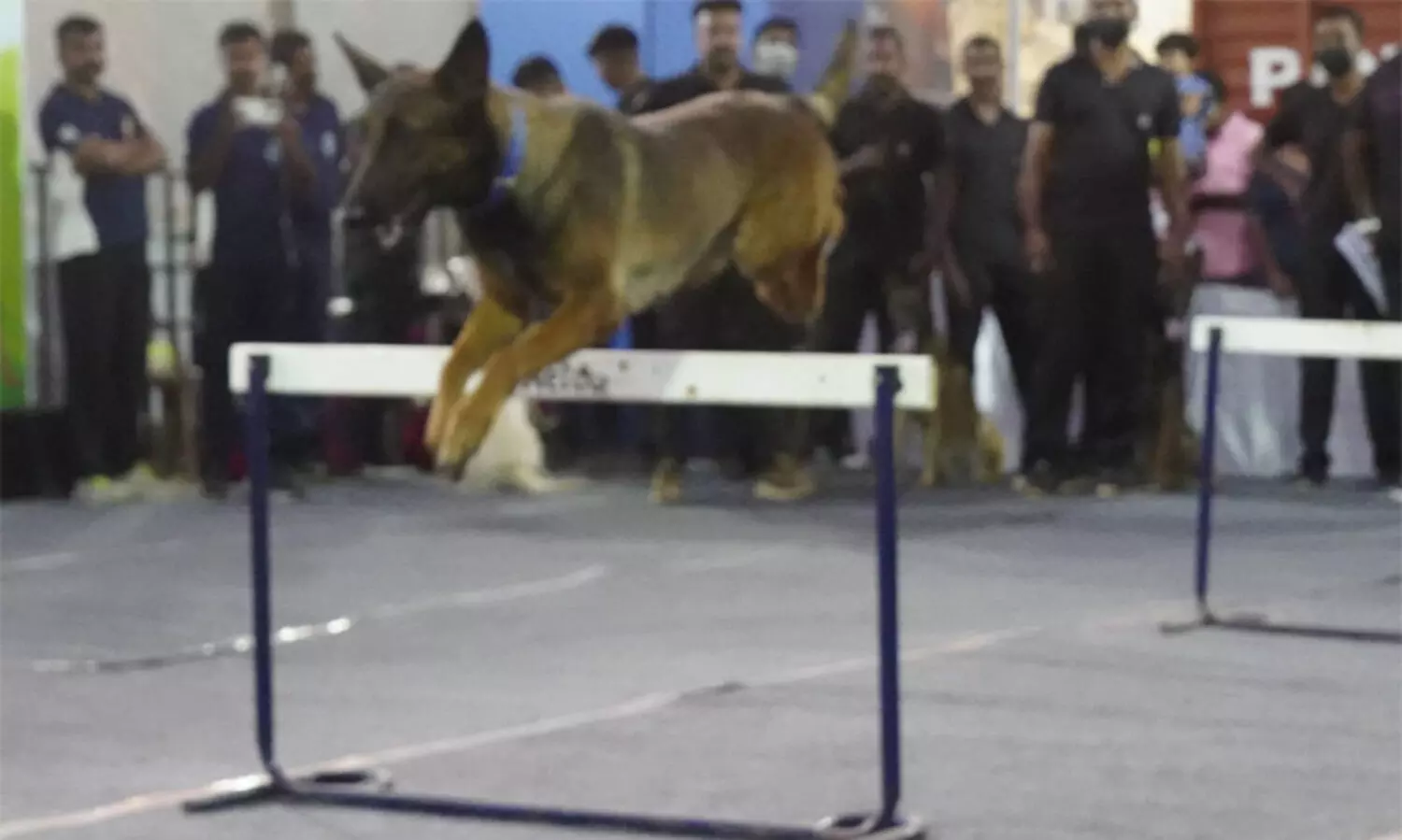 എന്റെ കേരളം മെഗാ എക്സിബിഷനിൽ നായ്ക്കളുടെ അഭ്യാസ പ്രകടനം അരങ്ങേറി